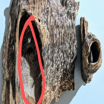 The secret of great aromatic cultivated Agarwood chip