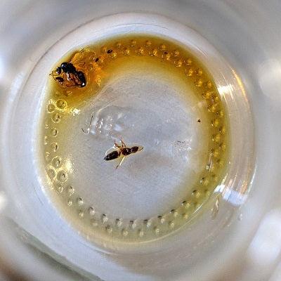 Is agarwood oil really good for skin?