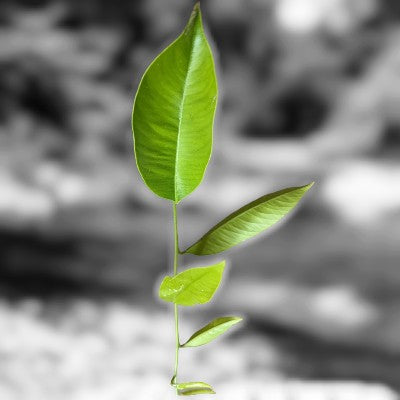 Aquilaria leaves - Agarwood Tea- A detailed view