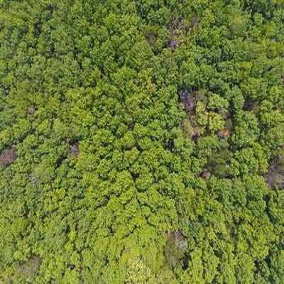 Agarwood plantation site