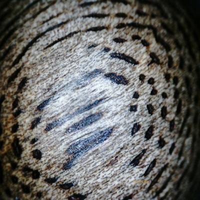 How to identify Agarwood or infected Aquilaria?
