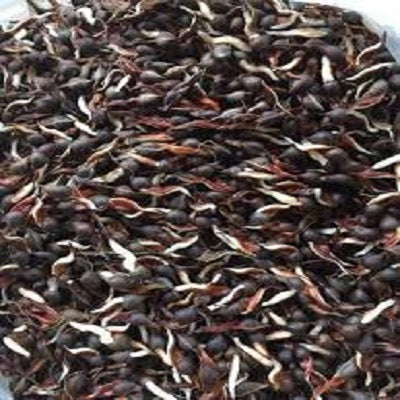 Bad news: You are losing money and time if you buy this part of "agarwood tree"