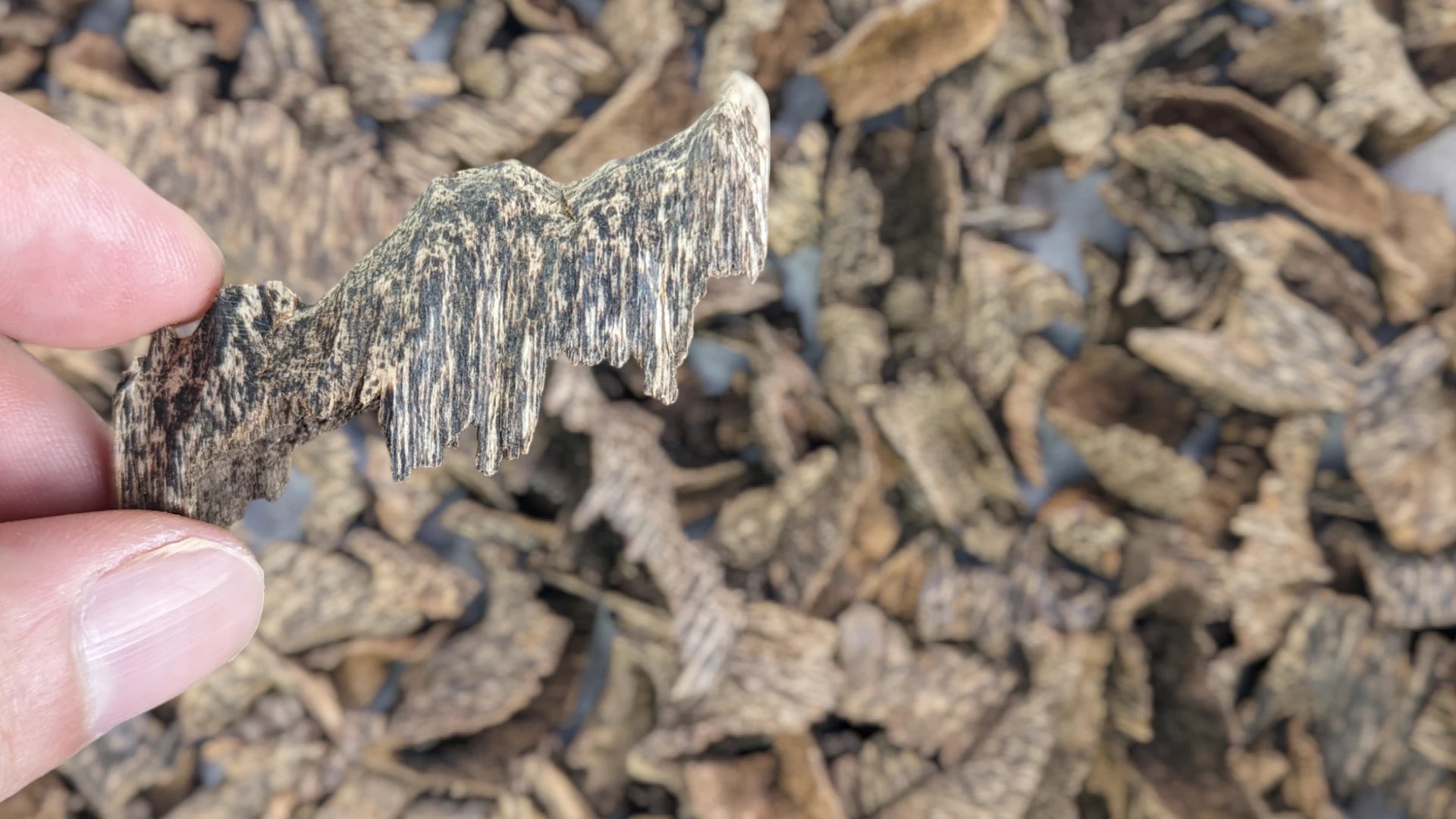 Edge Wood - handselected from the most resinous area of Agarwood chips