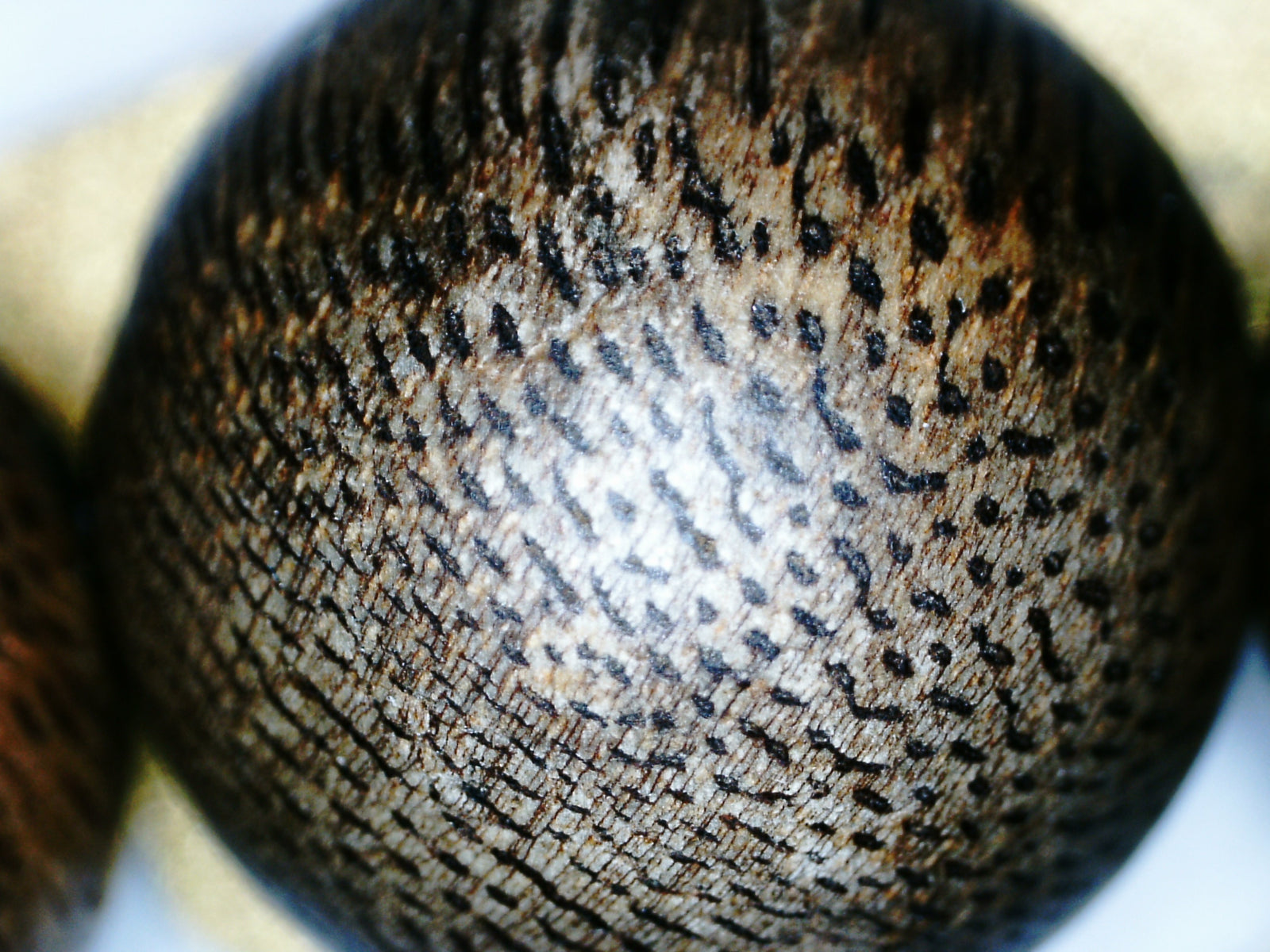 The One- Wild Vietnamese Agarwood Bracelet -