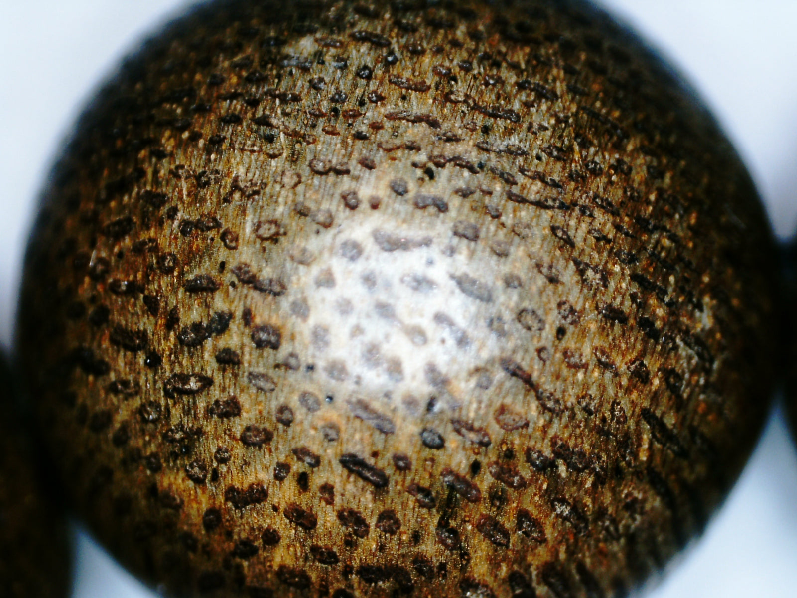 The One- Wild Vietnamese Agarwood Bracelet -