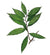 Agarwood tea  (Aquilaria leaves)  and Green Tea (Camellia Sinensis)
