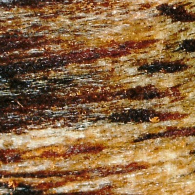 The Enigmatic World of Agarwood and Ky Nam: Exploring Their Differences