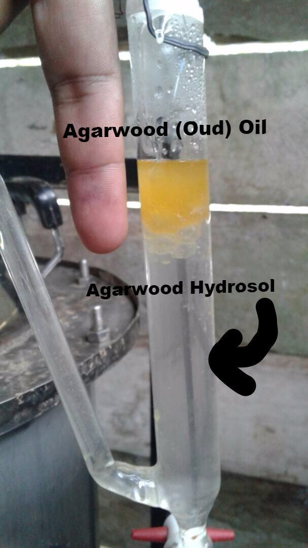 Agarwood Hydrosol