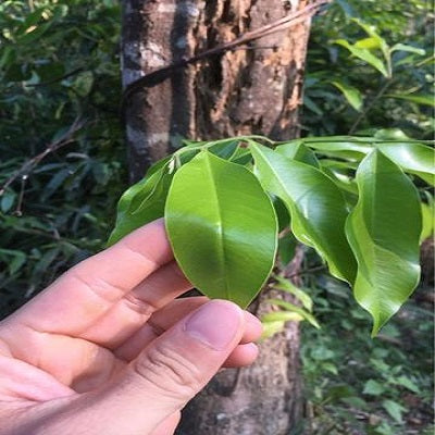 Benefit of Aquilaria leaves (agarwood tea)