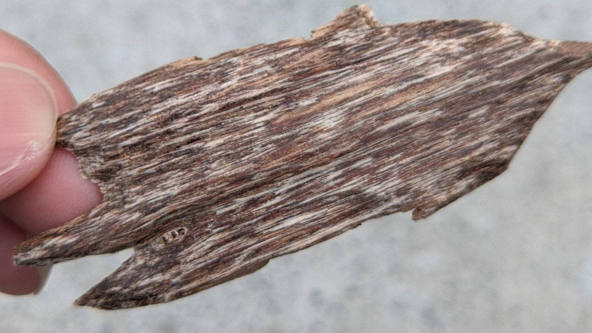 *Almost Extinct* Needle Grain- premium Wild Vietnamese Agarwood Chip -