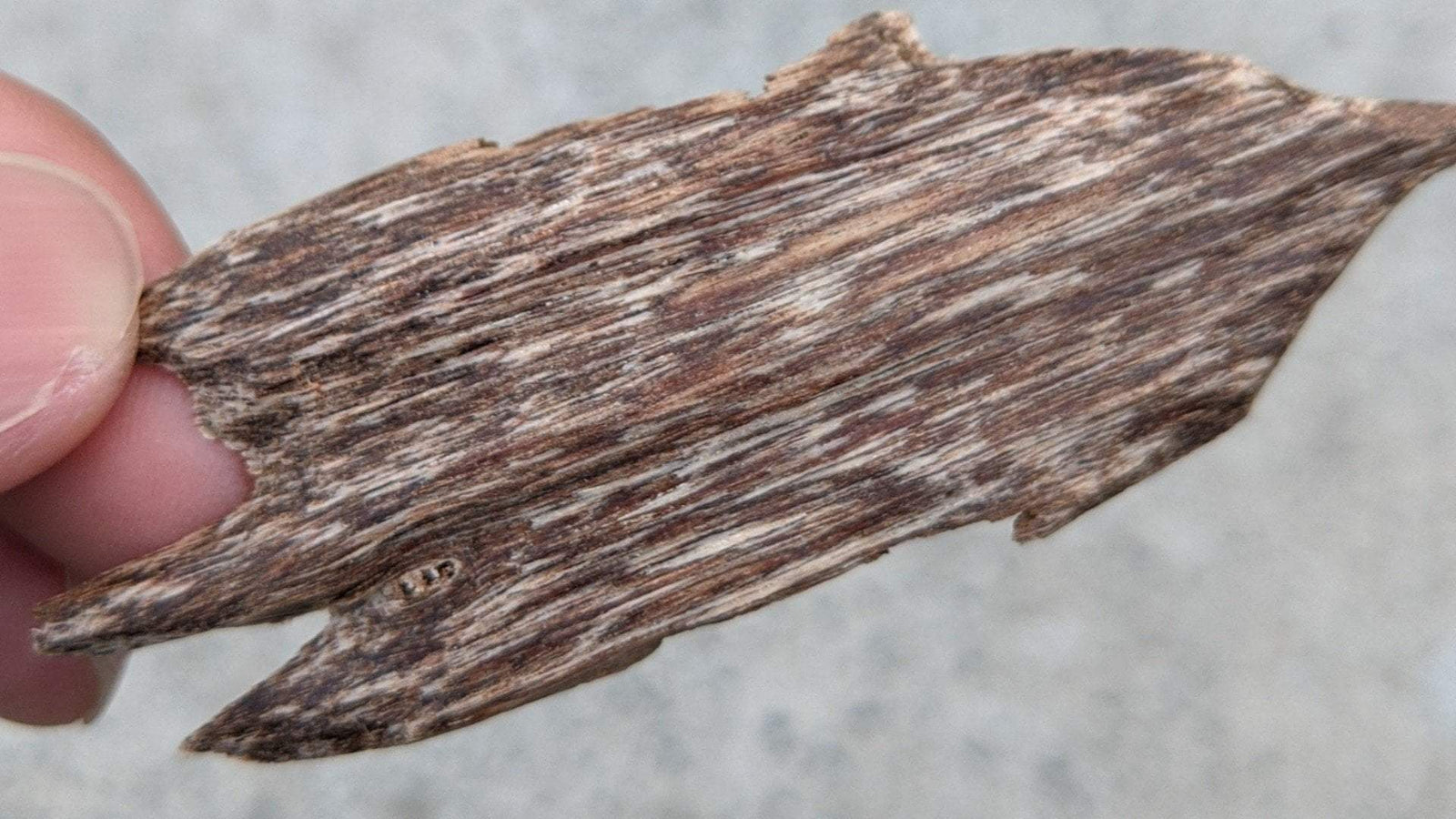 *Almost Extinct* Needle Grain- premium Wild Vietnamese Agarwood Chip -