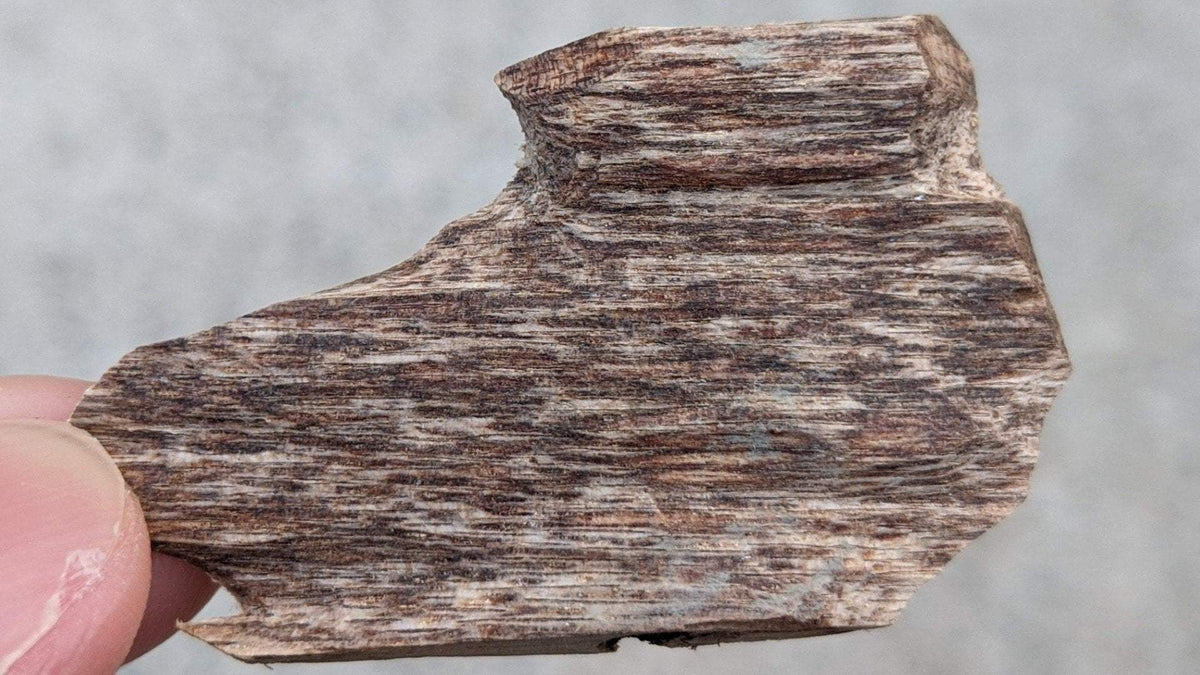 *Almost Extinct* Needle Grain- premium Wild Vietnamese Agarwood Chip -