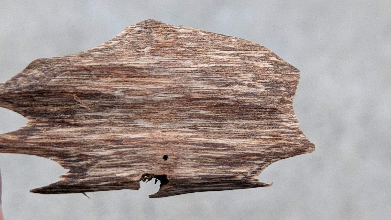 *Almost Extinct* Needle Grain- premium Wild Vietnamese Agarwood Chip -