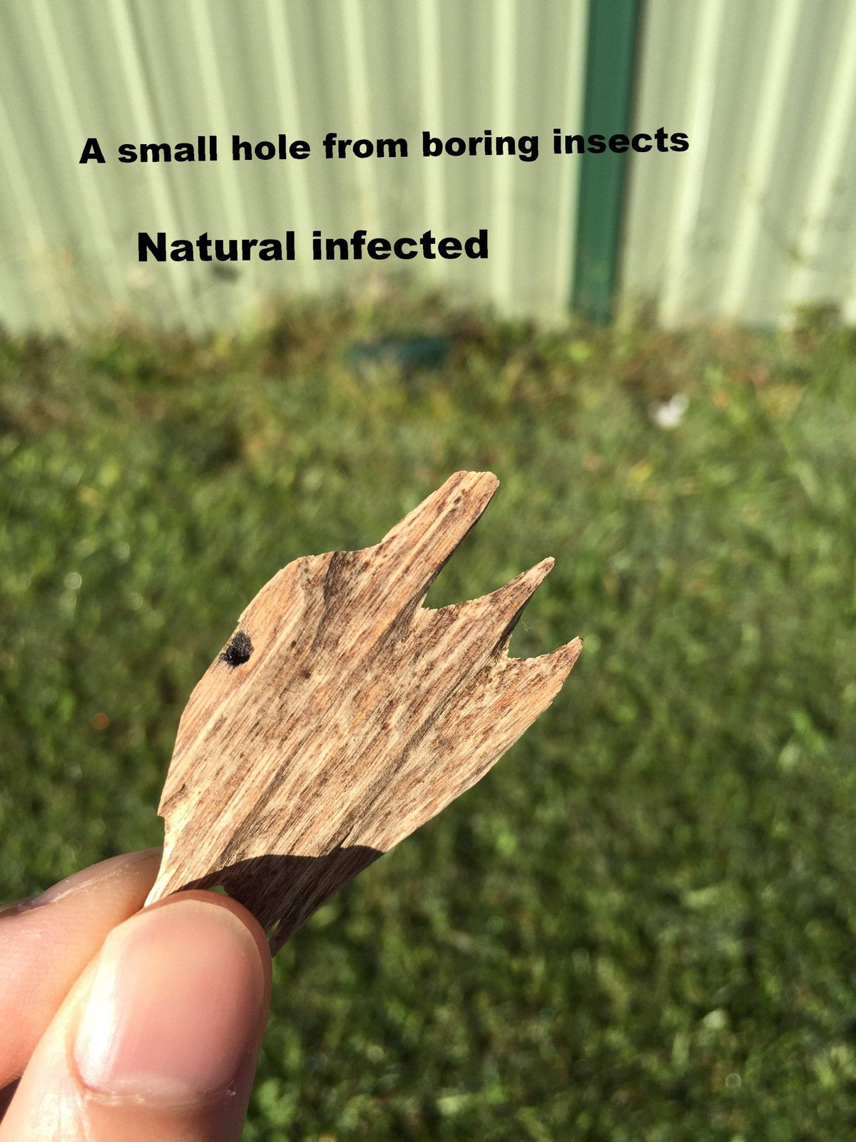 Wild Agarwood Chips Do Xi A+ Quang Ngai -