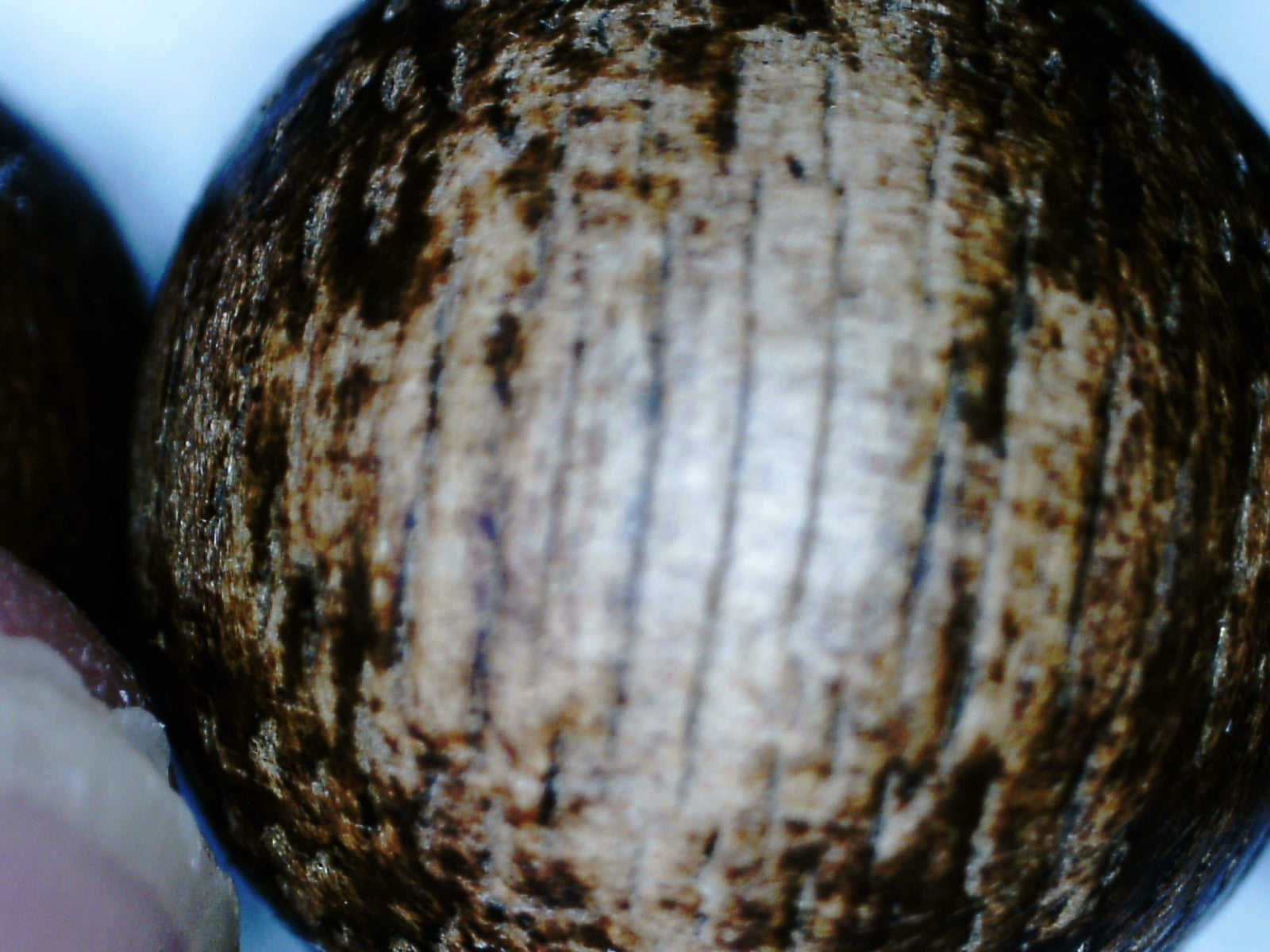 *New* Dusky Red 108 Mala- made from Ambon Island Wild Agarwood 15g 8mm -