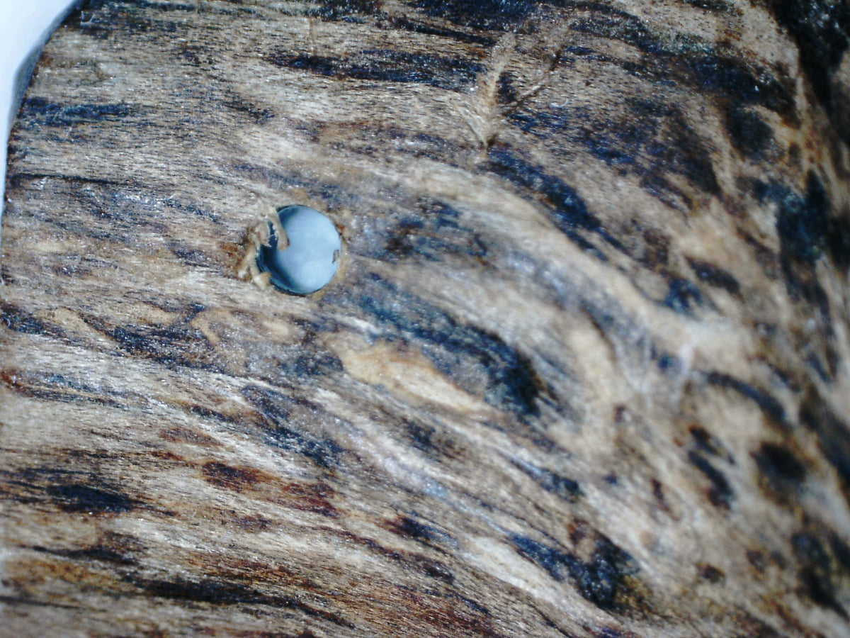 The EKM - East Kalimantan Wild Agarwood Bracelet 14mm 16.5g -