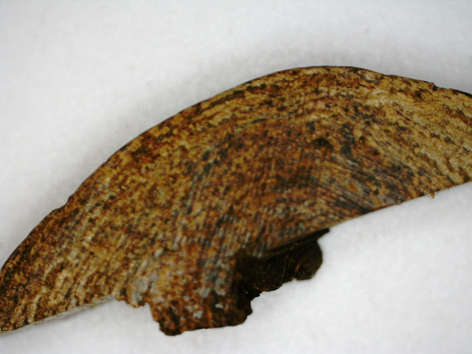 The EKM - East Kalimantan Wild Agarwood Bracelet 14mm 16.5g -