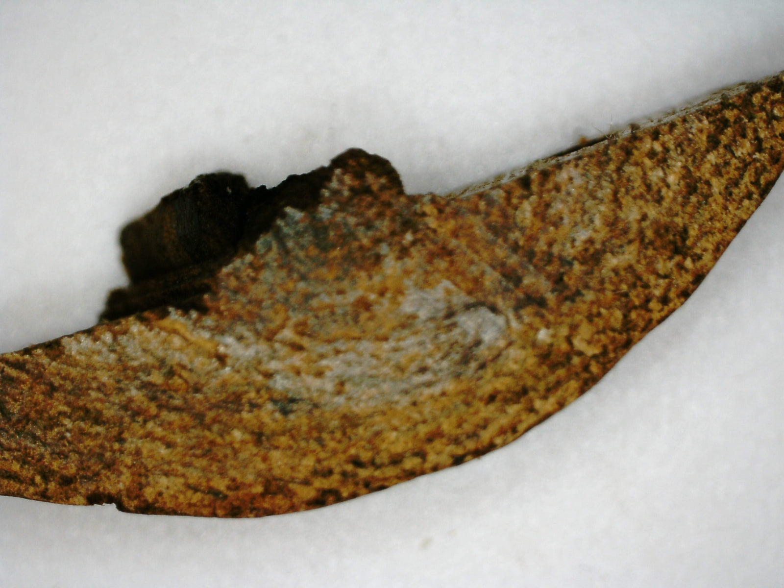 The EKM - East Kalimantan Wild Agarwood Bracelet 14mm 16.5g -