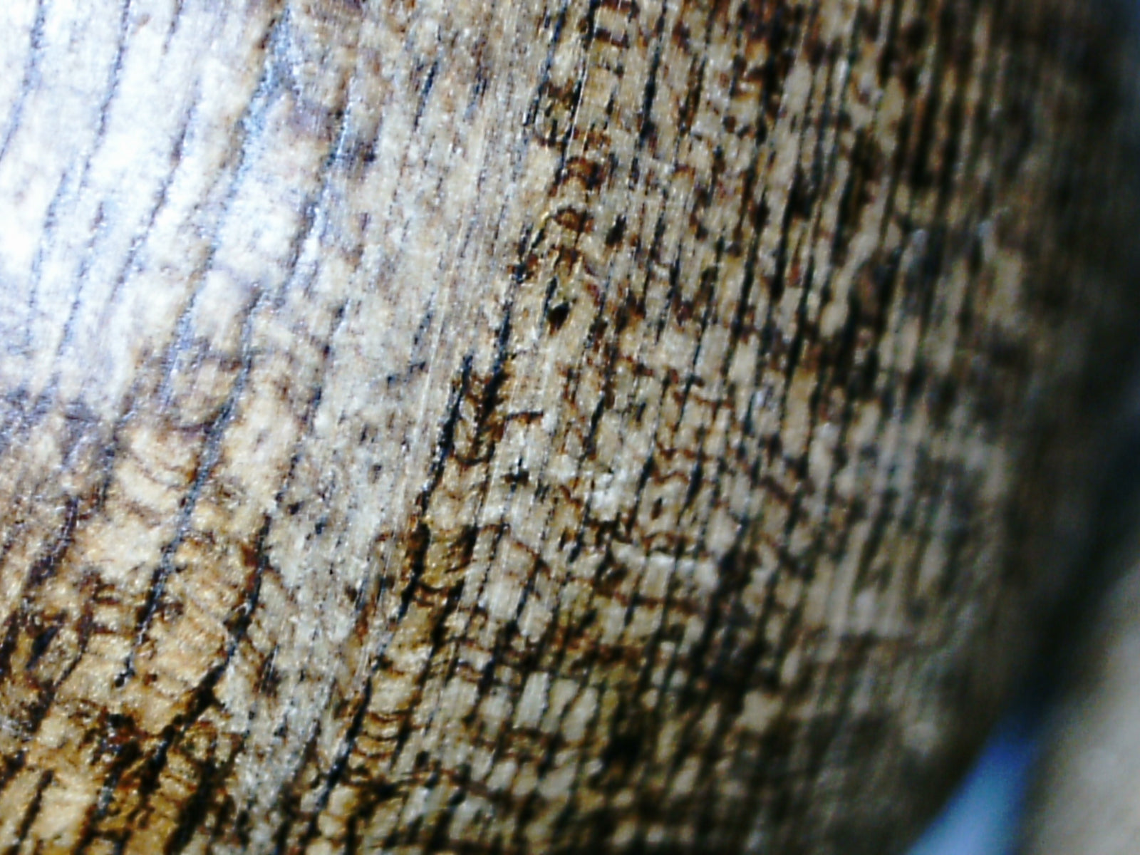 *New* The BATTLE SCARS -Wild Borneo Indonesia agarwood Bracelet 28g 18mm 13 beads -