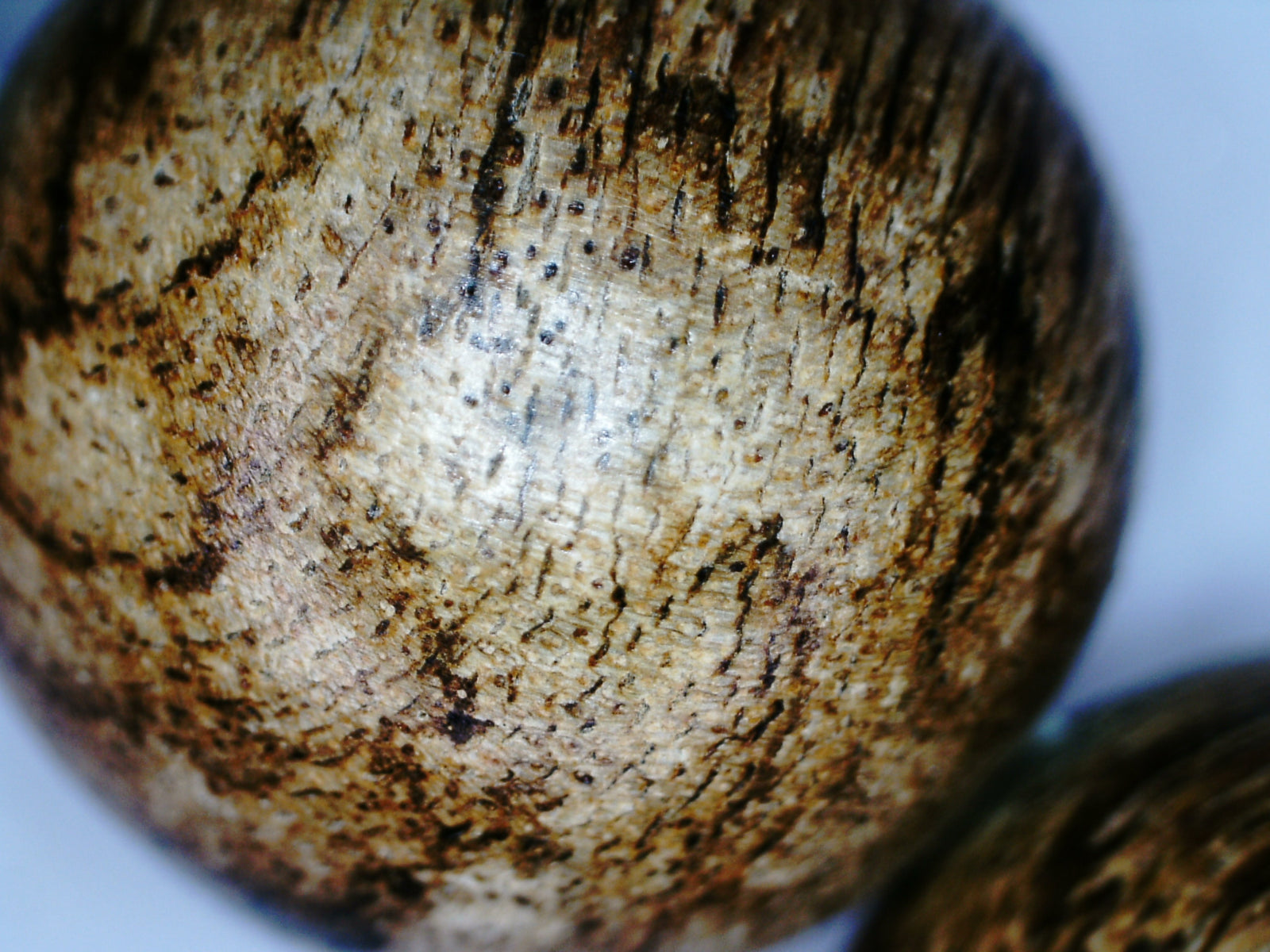 *New* The Tiger King - Wild Agarwood Bracelet 20g 16mm from Malinau -