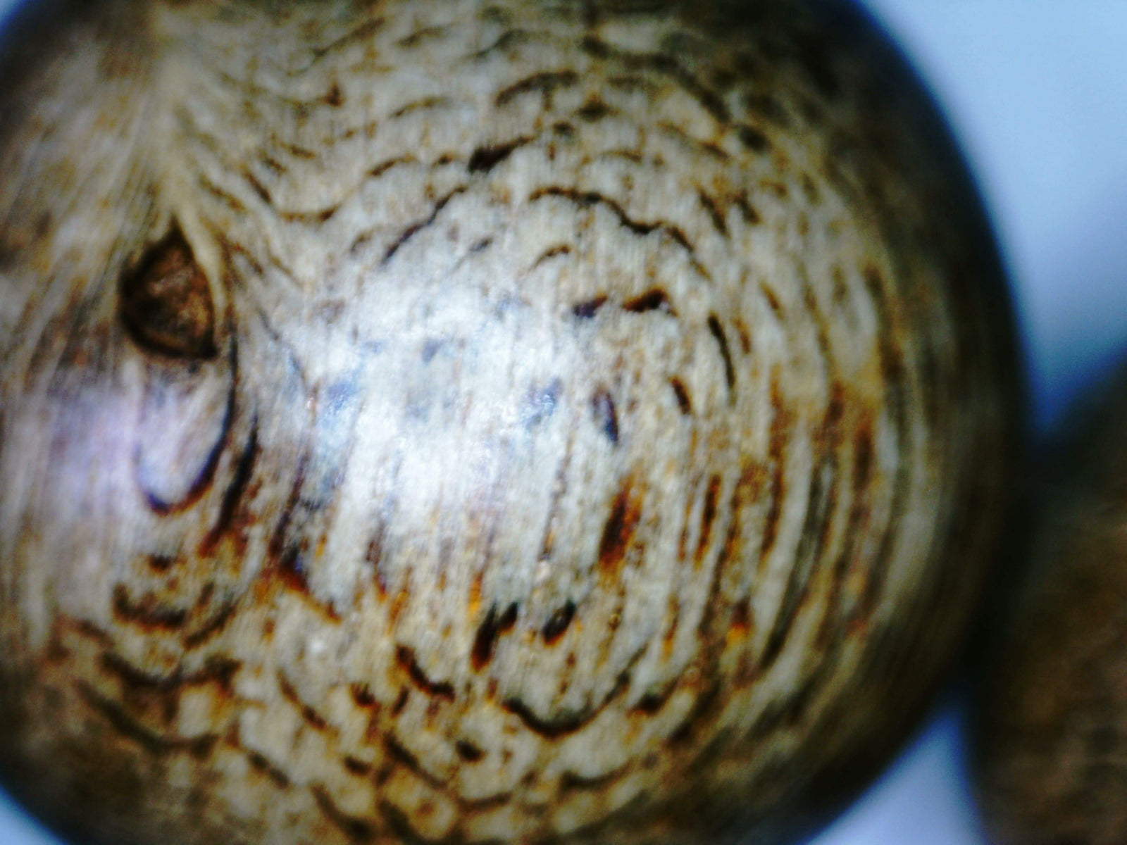 Sarawak Wild Agarwood bracelet 17mm- 21.56g - one piece only -