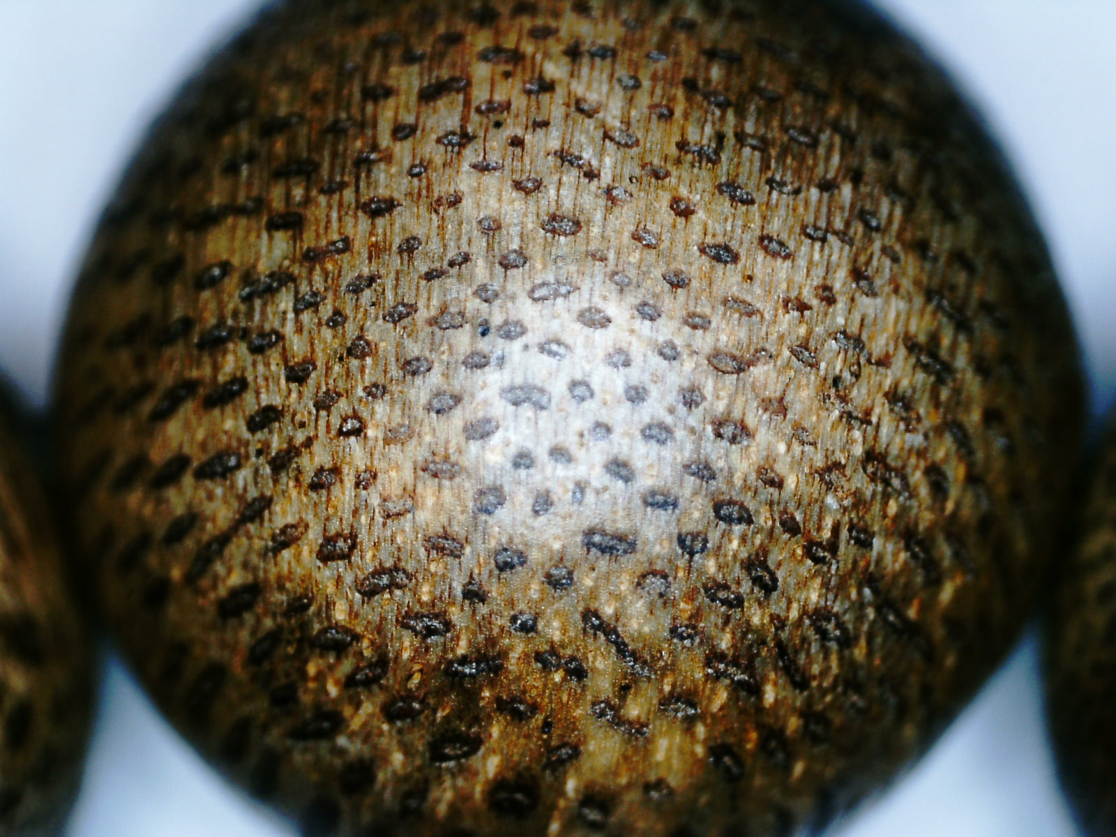 *New* The Great - Wild Agarwood Bracelet -