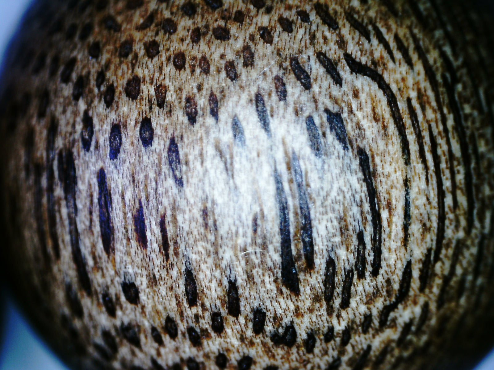 *New* The Great - Wild Agarwood Bracelet -