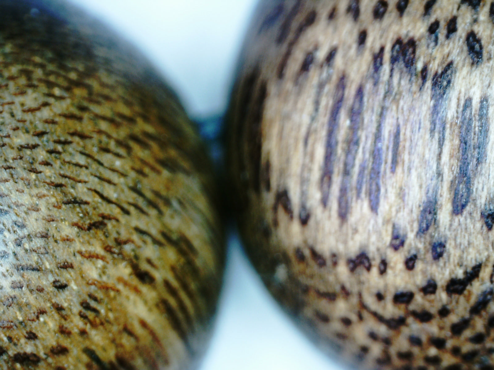 *New* The Great - Wild Agarwood Bracelet -