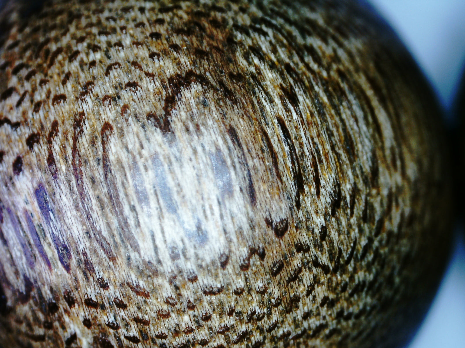 *New* The Great - Wild Agarwood Bracelet -