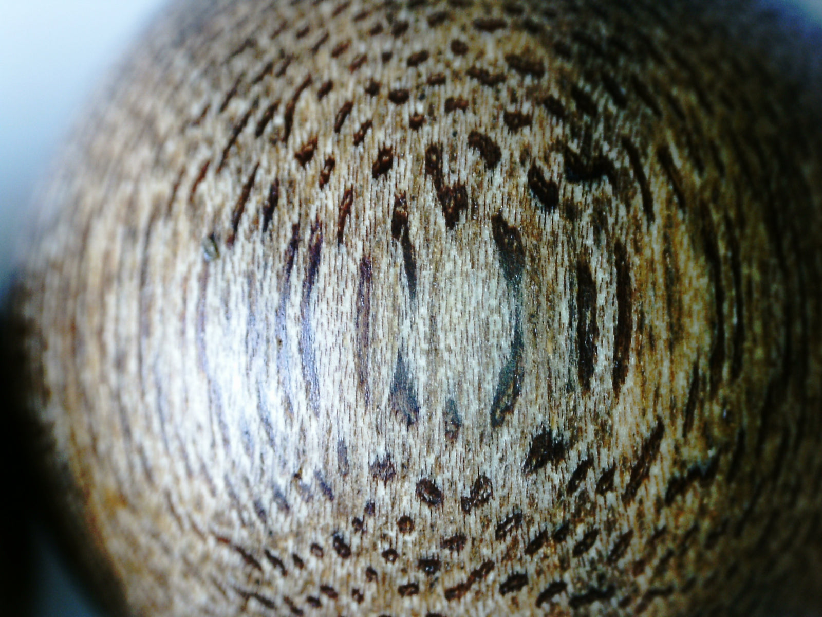 *New* The Great - Wild Agarwood Bracelet -