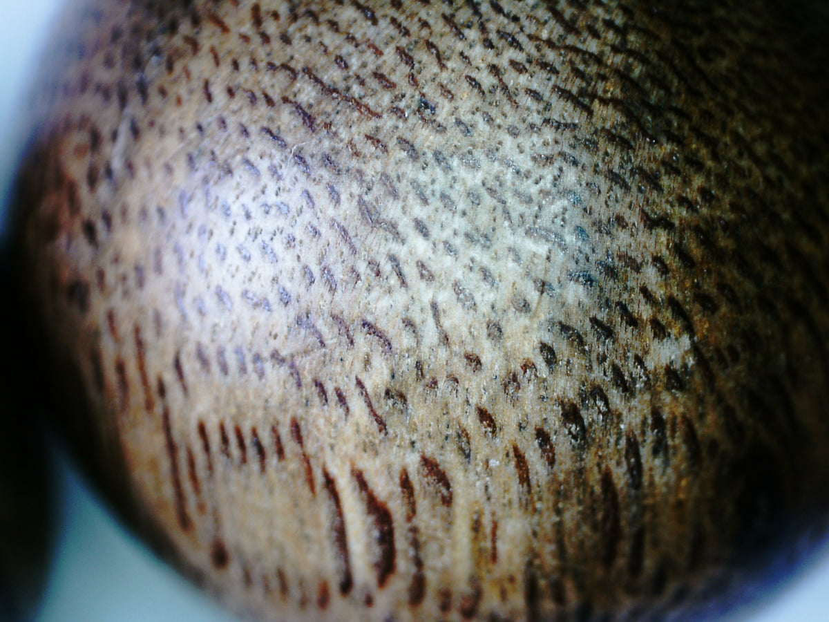 *New* The Great - Wild Agarwood Bracelet -