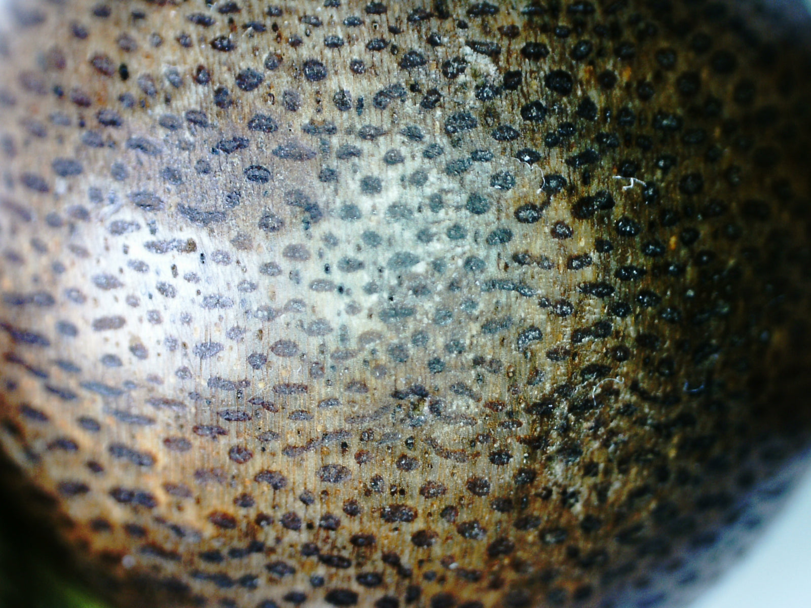 *New* The Great - Wild Agarwood Bracelet -