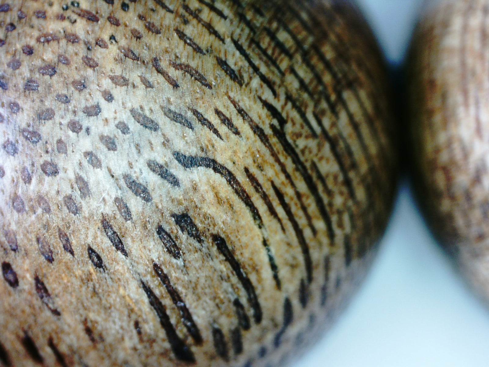 *New* The Great - Wild Agarwood Bracelet -