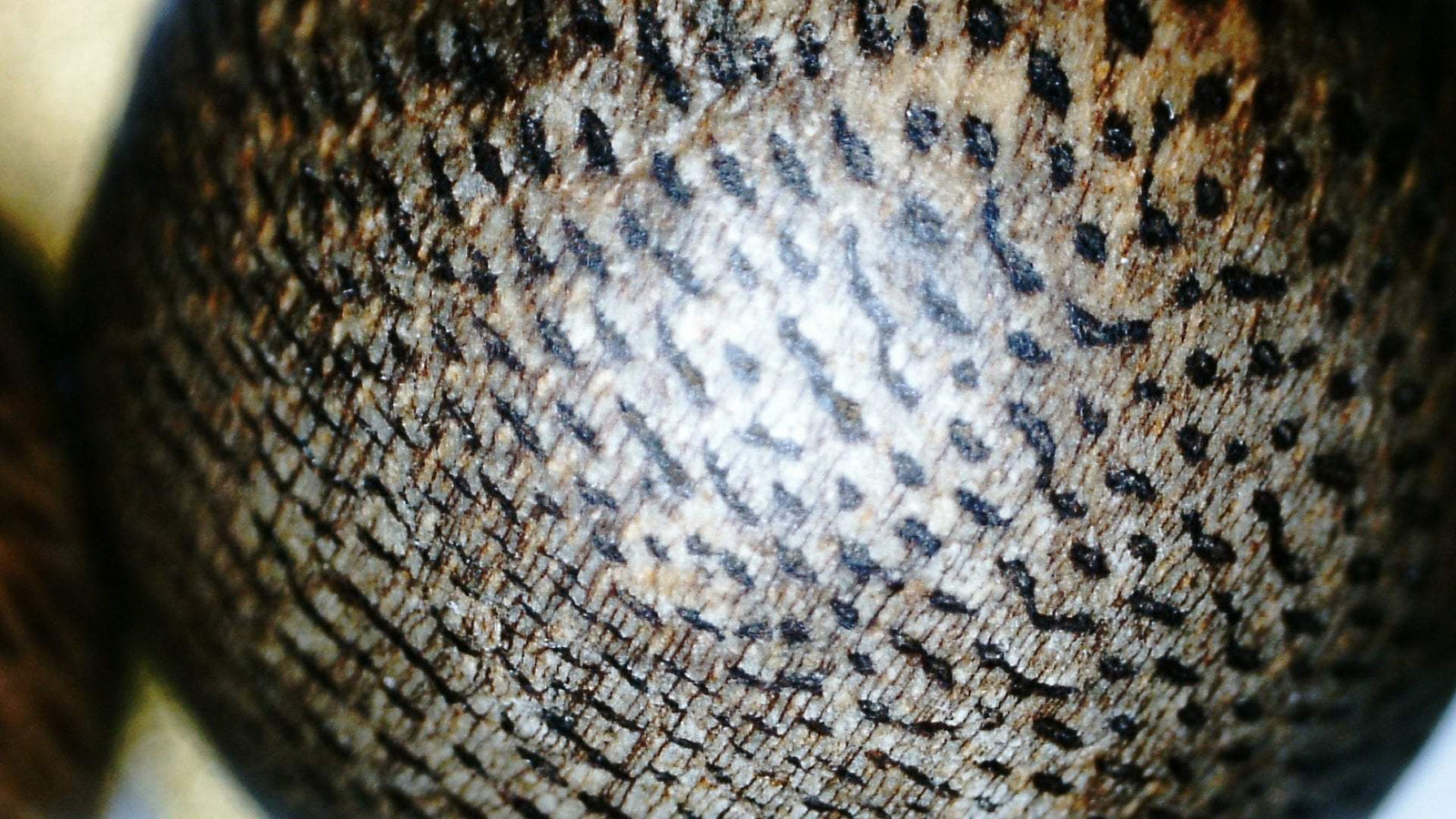 *New* The Great - Wild Agarwood Bracelet -