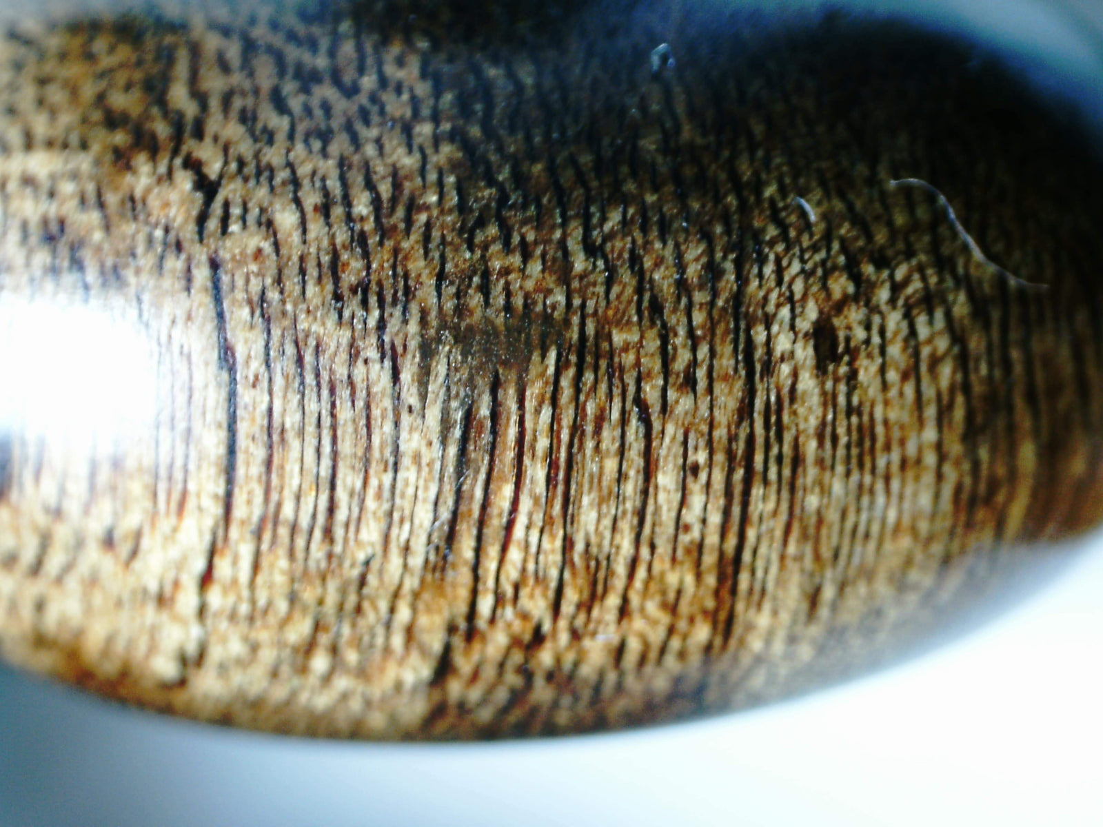 The rarer than rare: Sinking Wild agarwood bracelet -