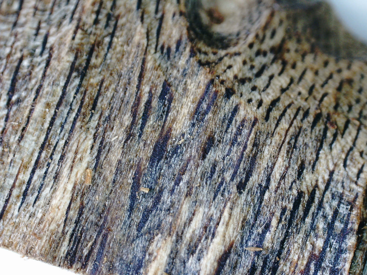 *New* Green Kygarwood Powder and Kygarwood chips- from Sustainable Premium Ky Nam Wood -