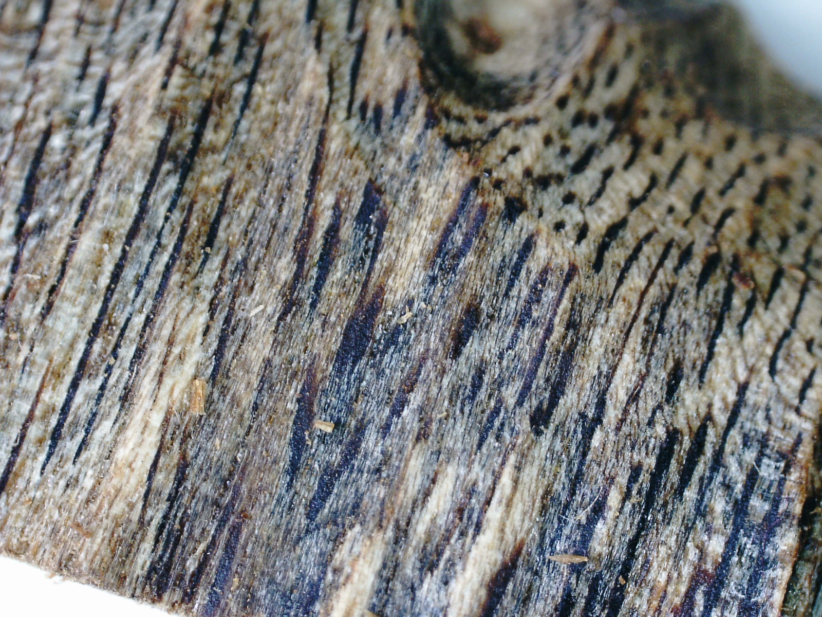 *New* Green Kygarwood Powder and Kygarwood chips- from Sustainable Premium Ky Nam Wood -