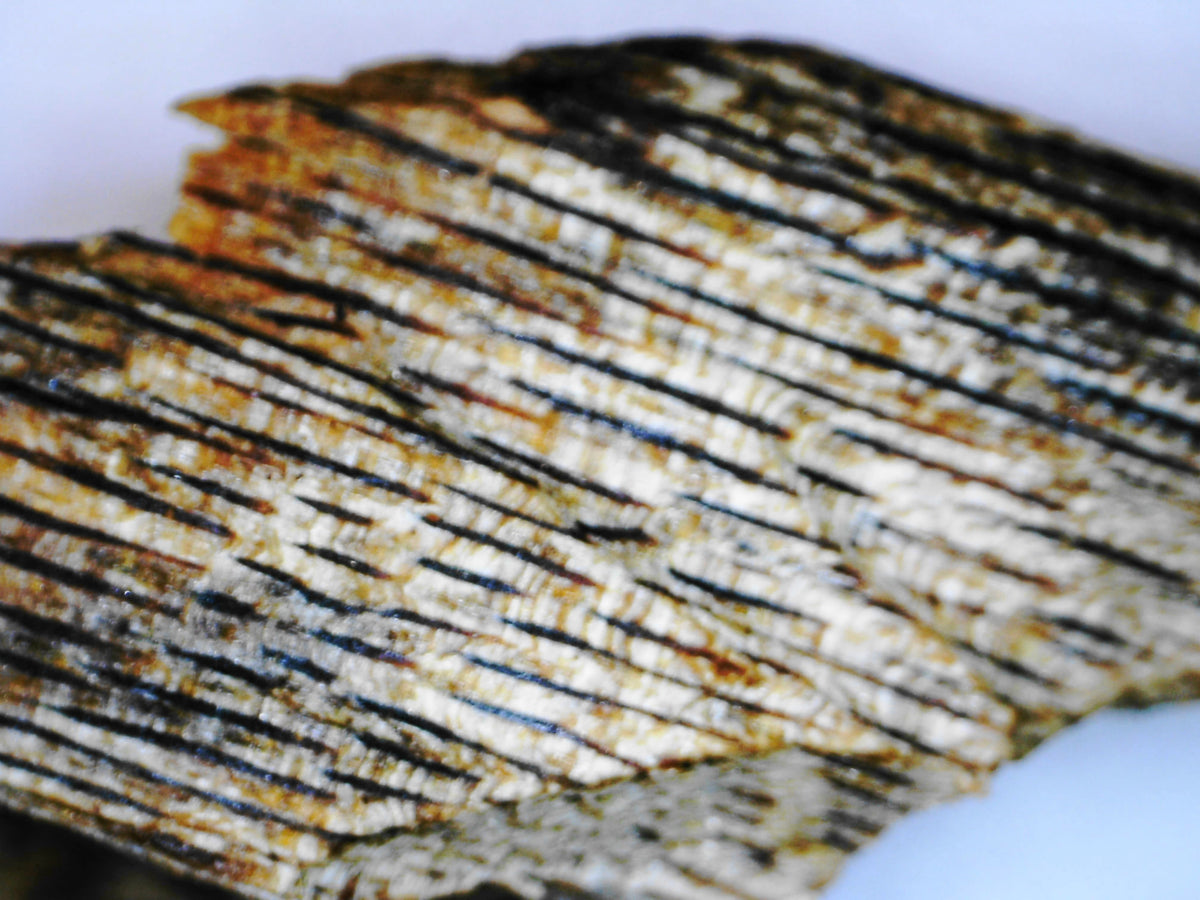 *New* White Kygarwood from Sustainable Premium Ky Nam Wood -