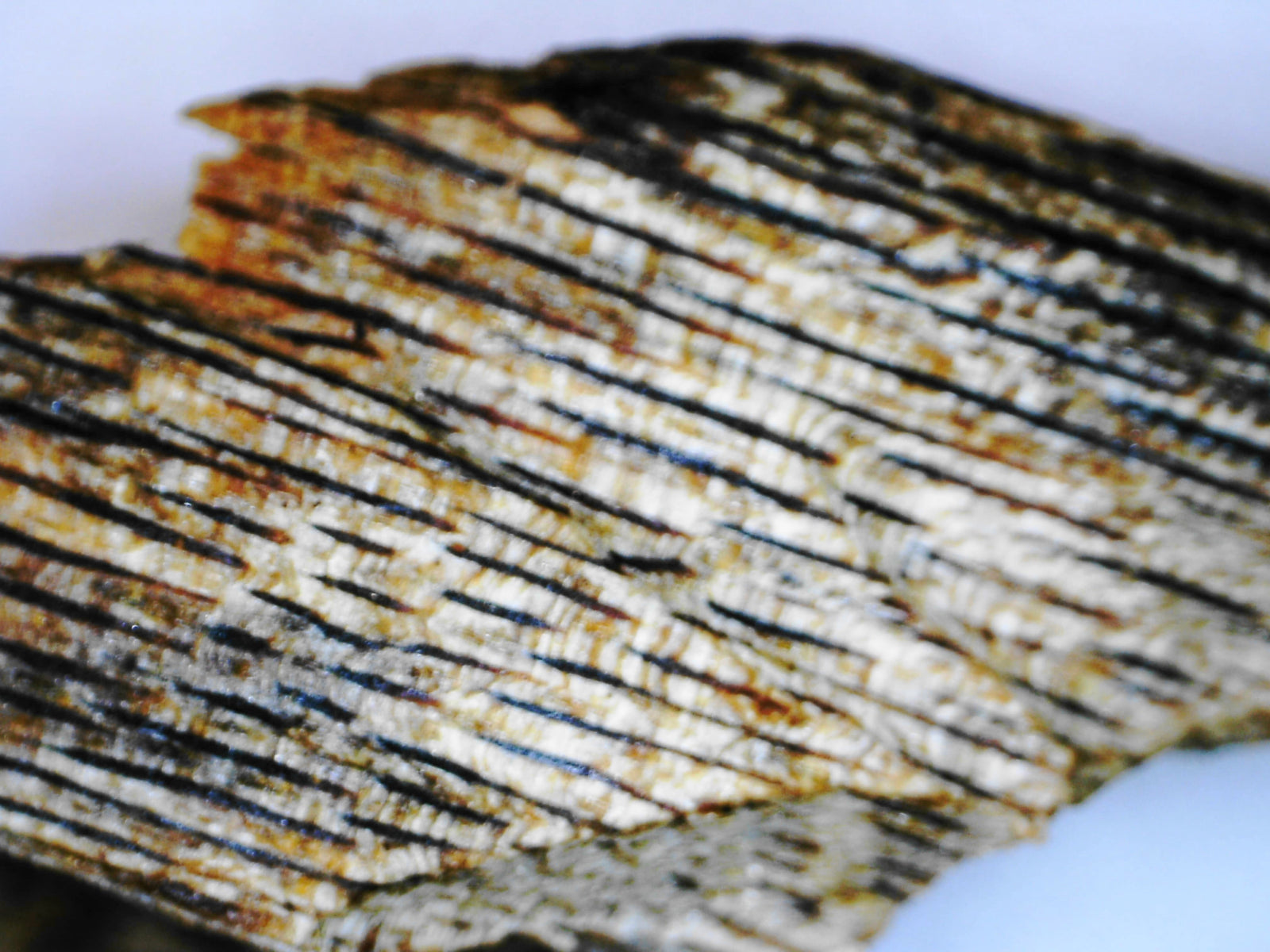 *New* White Kygarwood from Sustainable Premium Ky Nam Wood -