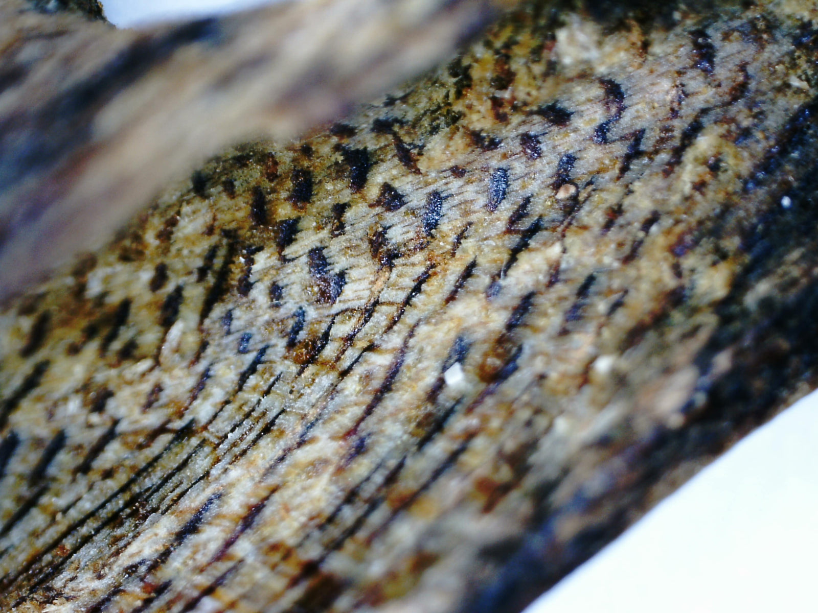 *New* White Kygarwood from Sustainable Premium Ky Nam Wood -