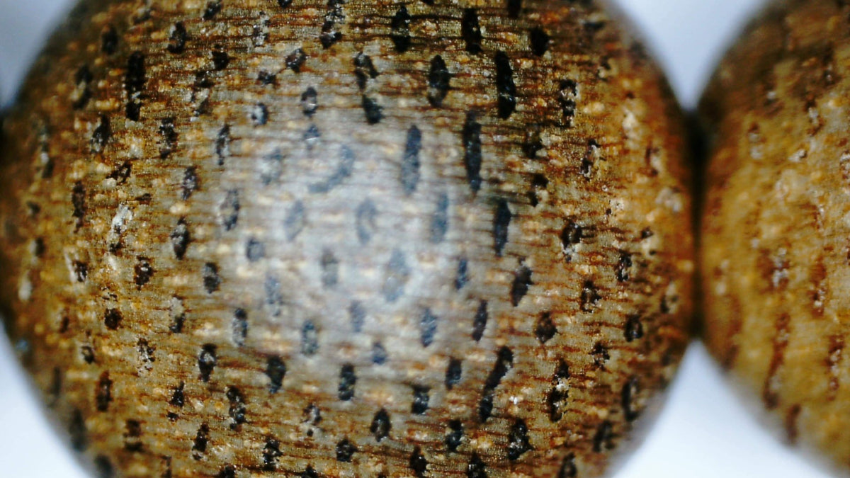 *New* The Golden Purifier 108 Cultivated Agarwood Mala (Japamala) -