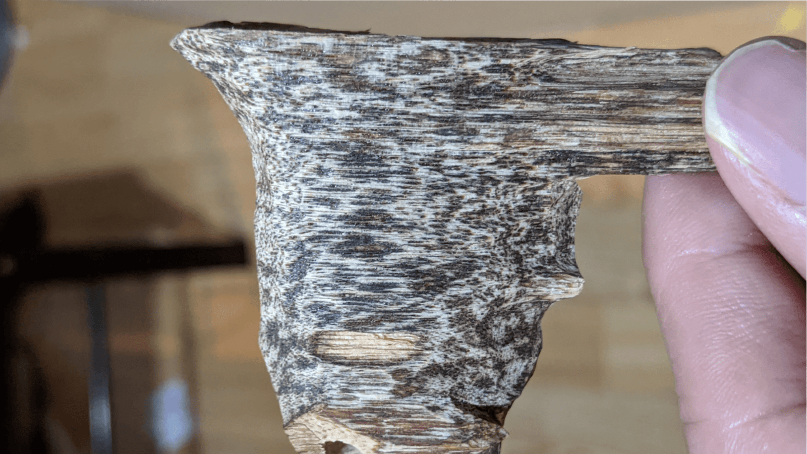 *New* The Emptiness - Cultivated Resinious Agarwood chips -