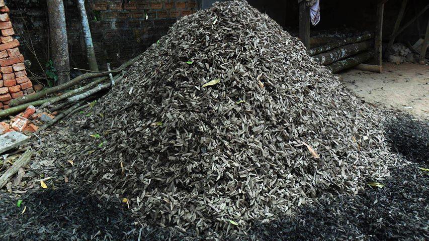 Assam Oud: 100% Cultivated Indian Agarwood (Oud) Oil Graameen -