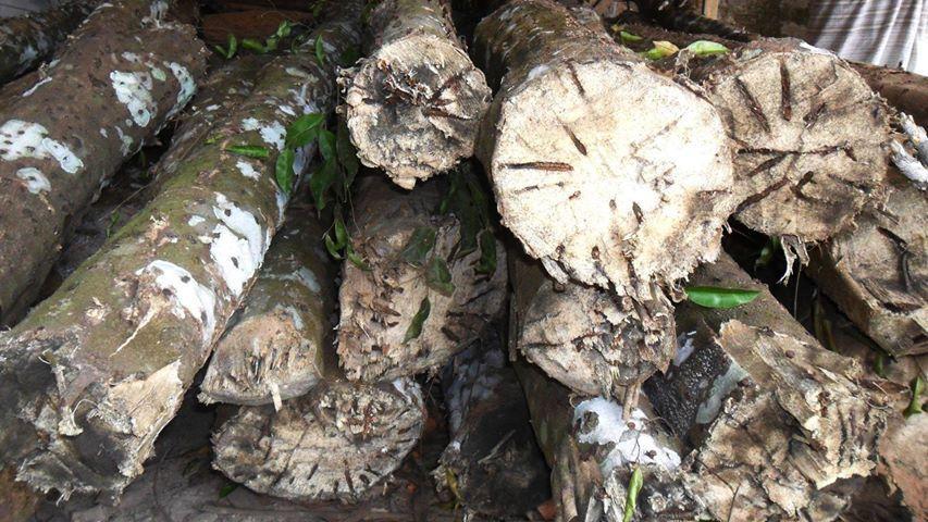 Assam Oud: 100% Cultivated Indian Agarwood (Oud) Oil Graameen -