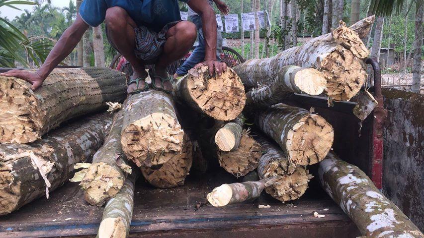 Assam Oud: 100% Cultivated Indian Agarwood (Oud) Oil Graameen -