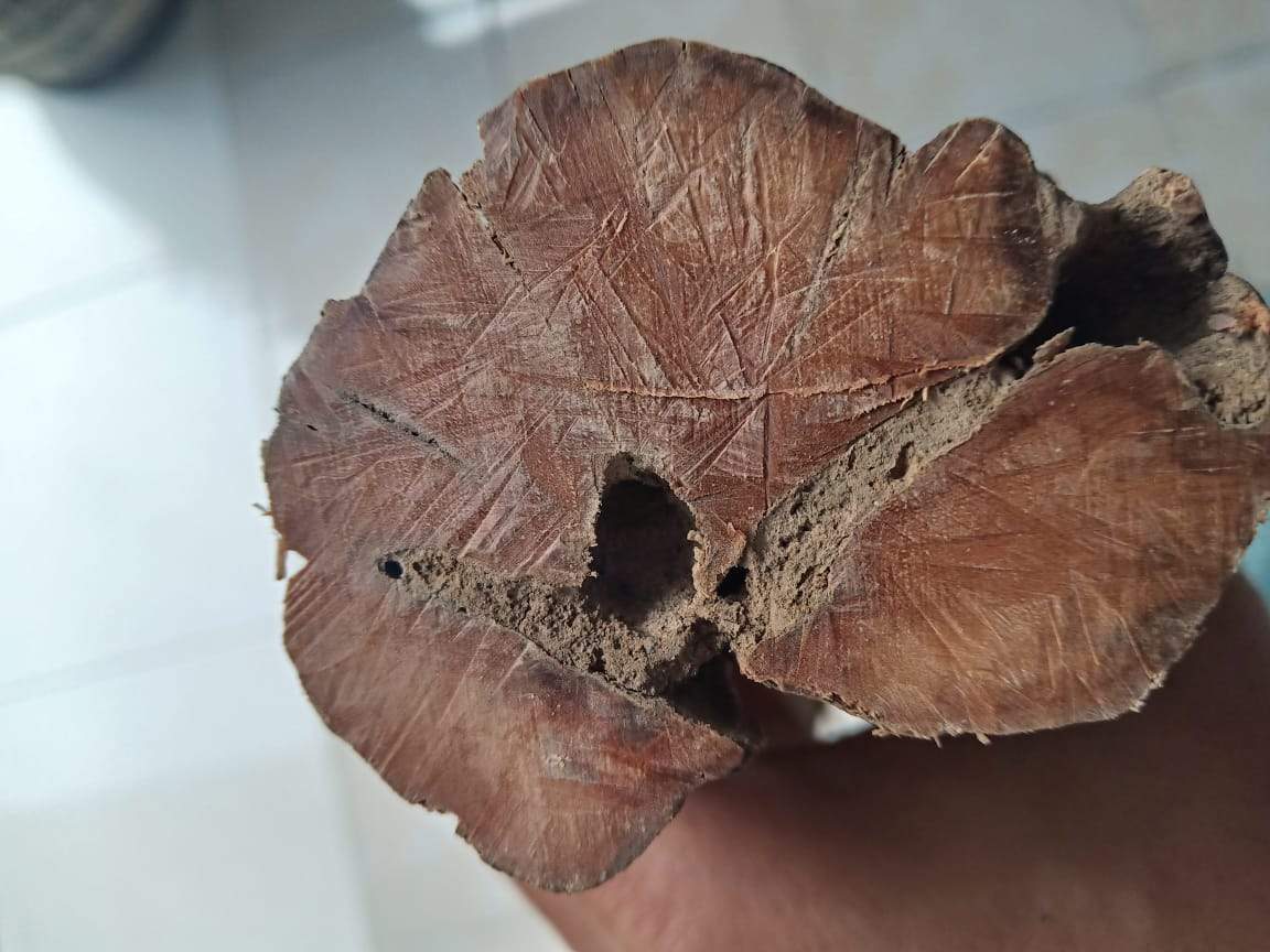 "The Beauty of the Death" Wild Aged Sandalwood beads -