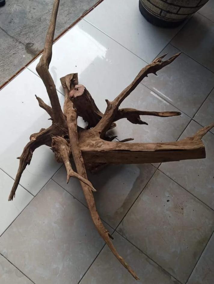 "The Beauty of the Death" Wild Aged Sandalwood beads -