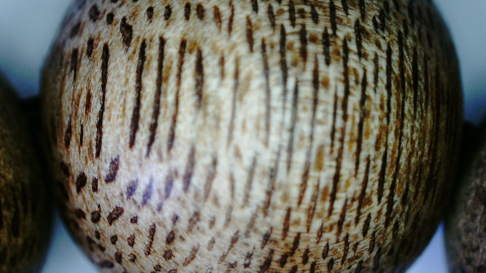 The BPB - Vietnamese Wild Agarwood Bracelet 14.5mm- 15g - 15 mm 16 beads